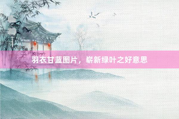 羽衣甘蓝图片，崭新绿叶之好意思